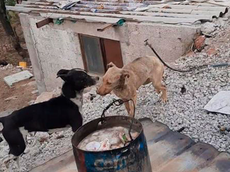 Rescatan a 19 perritos en Coacalco