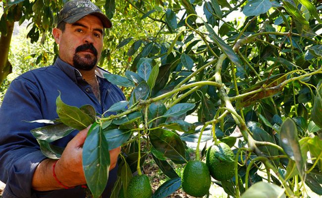 Aguacateros-edomex