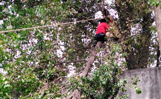 Arbol-toluca