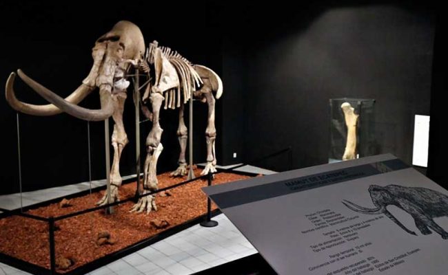 Mamut-museo-web