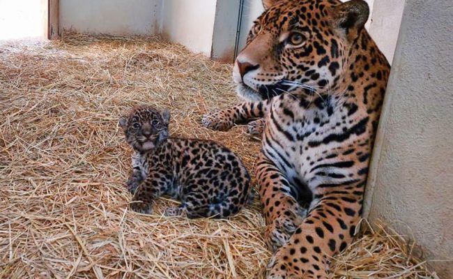 cachorros-de-jaguar