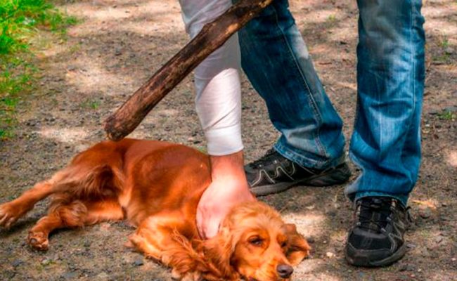 endurece-penas-maltrato-animal