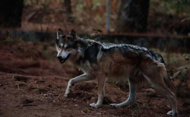 hallan-a-lobo-gris-web