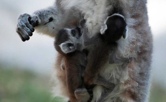 lemur-portada