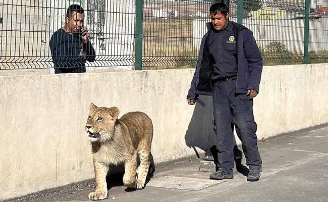 leon-edomex-rescate-gz