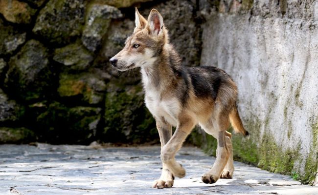 lobo-gris-bb