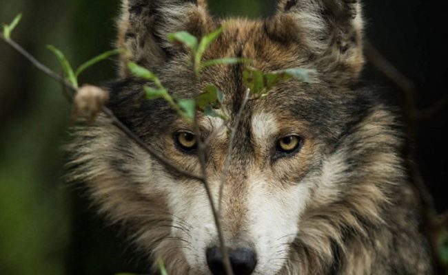 lobo-gris-tenancingo