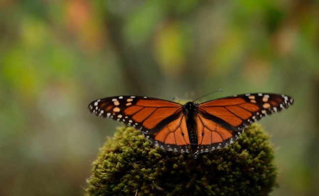 mariposa-monarca-cepanaf
