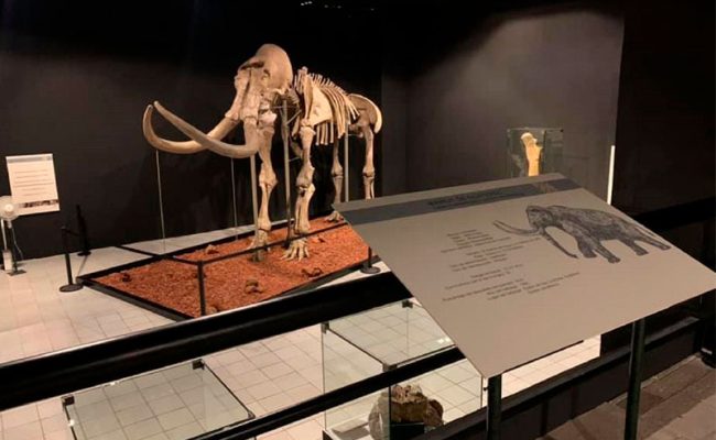 pacha-mamut