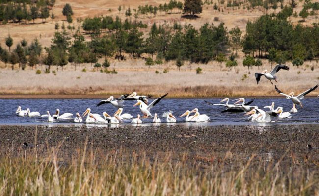 pelicanos-sierra-morelos