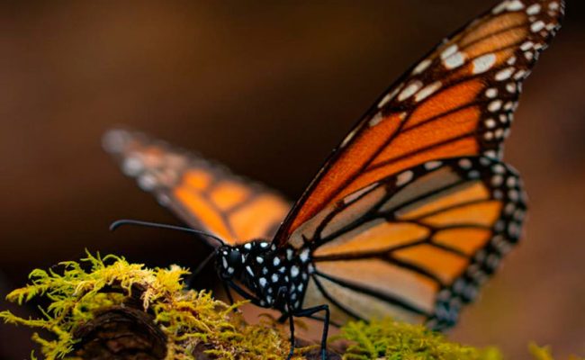 reapertura-santuarios-mariposas