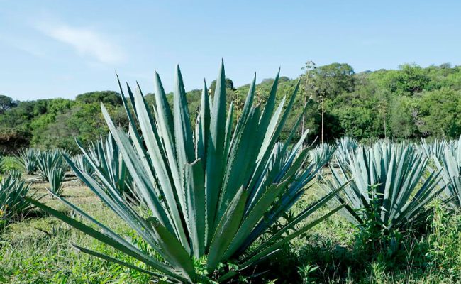 ruta-de-mezcal